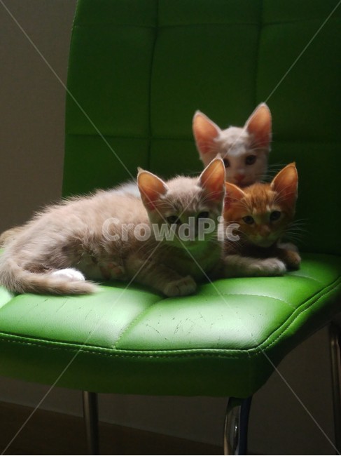 고양이,이쁜고양이,귀여운고양이,앙증맞은고양이,새끼고양이,동물,animal,포유류,mammal,고양이,cat,kitten,kitty