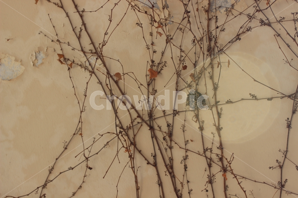 담쟁이넝쿨,시골,자연,벽,이교관,식물,자연,plants,nature
