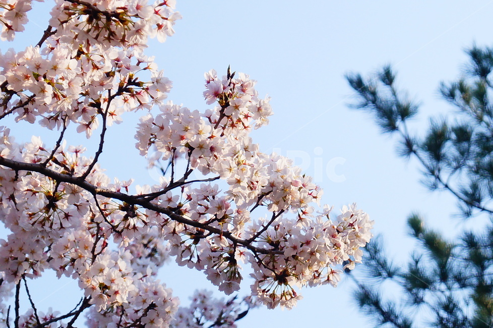 식물,plant,blossom,꽃,flower,자연,nature