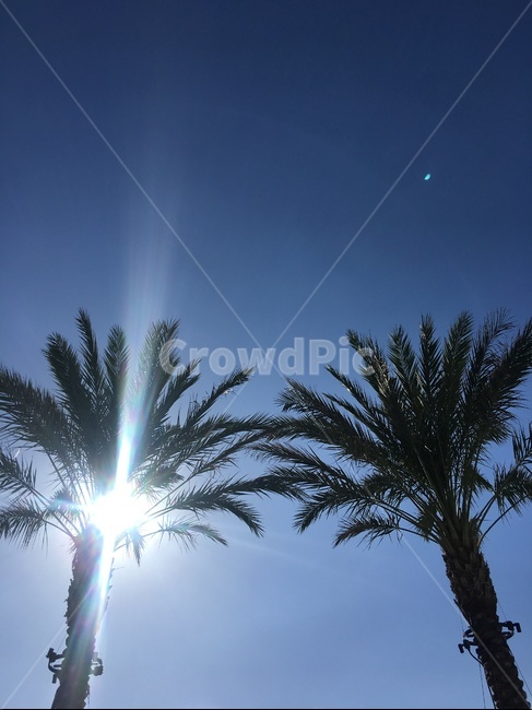 light,빛,야자수,blue,sky,해질녘