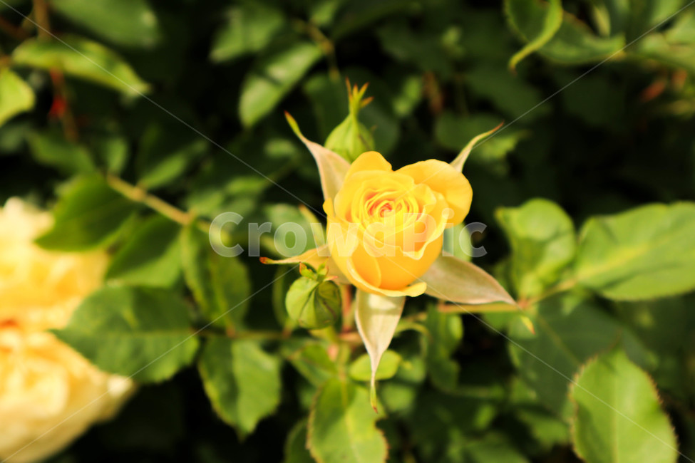 장미,로즈,노란색,노란장미,꽃,자연,실외,flower,rose,꽃잎
