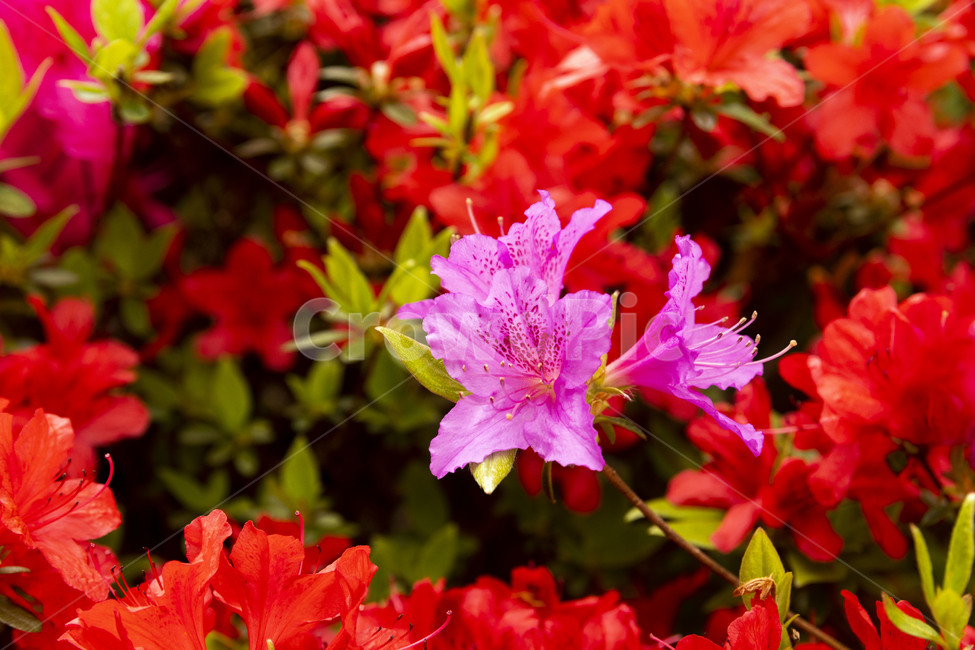 철쭉,분홍철쭉,철쭉꽃,azalea,자산홍,석천,식물,자연,plants,nature,꽃,flower