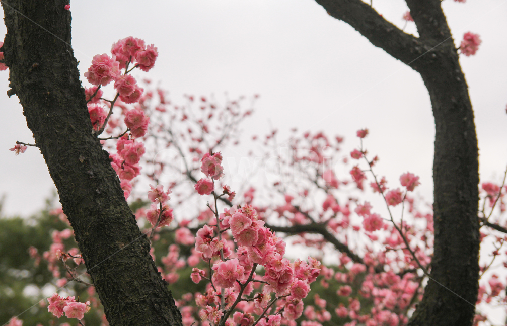 홍매화,매화나무,매화,매화꽃,봄,꽃,자연,풍경,감성사진,봄,계절,spring,season,식물,자연,plants,nature,꽃,flower,감성,sensible,feeling,plant