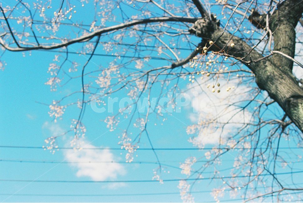 plant,식물,tree,나무,봄