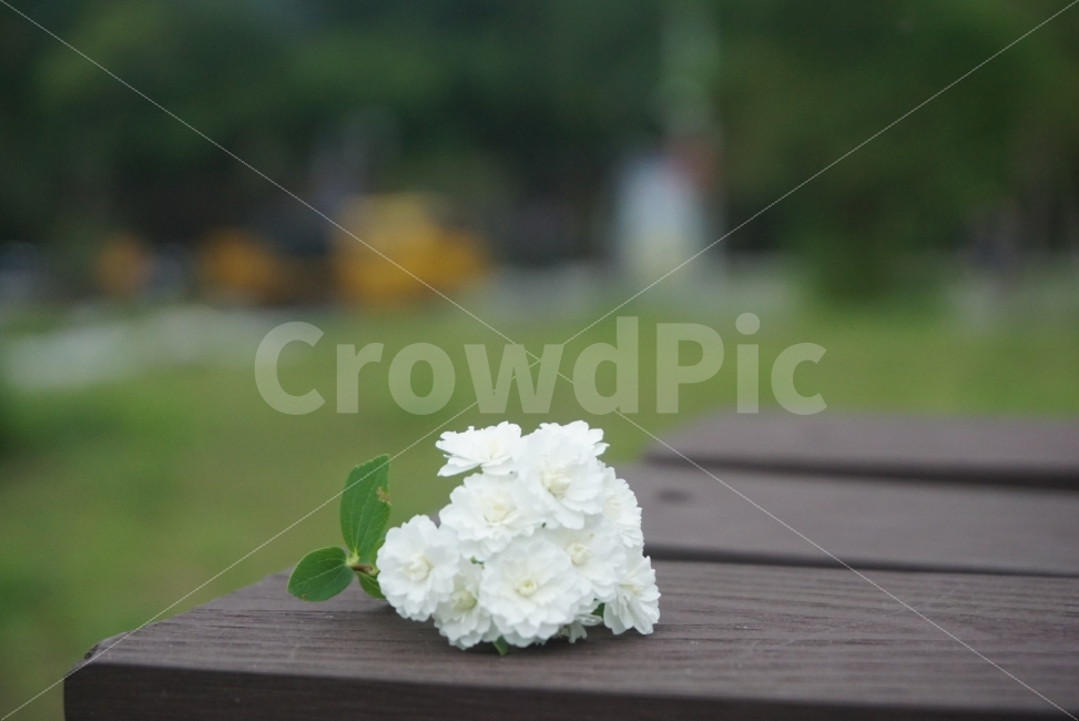꽃,flower,이쁜사진,느낌사진,감성사진,꽃사진,고독,외로움,순수,순백,흰꽃,하얀꽃,식물,자연,plants,nature,꽃,flower