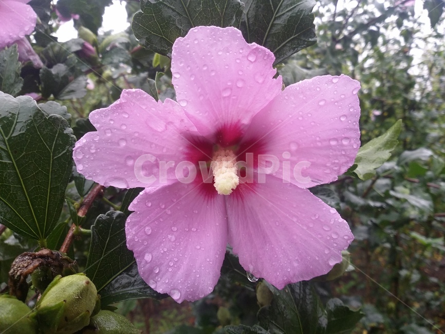 식물,꽃,flower,plant,무궁화,무궁화꽃,자연,식물,자연,plants,nature,꽃,flower