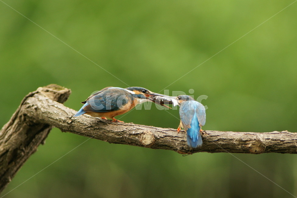 물총새,조류,부부,육추,새,동물,animal,조류,새,birds