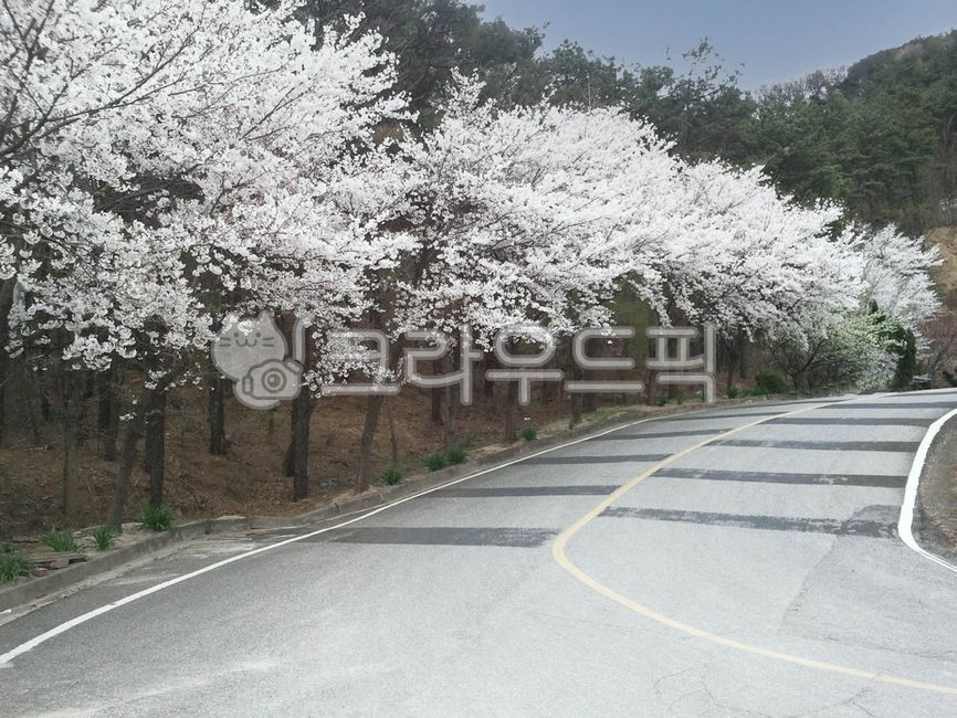 도로,초목,벗꽃,가루수,거리,자연