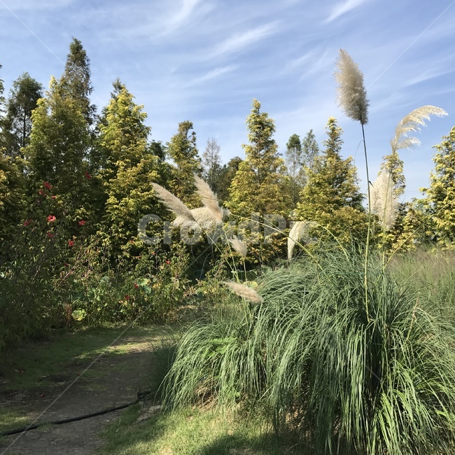 태안갈대밭,갈대,가을,풍경,자연,자연,풍경,nature,landscape,plant,식물,grass,잔디,tree,나무
