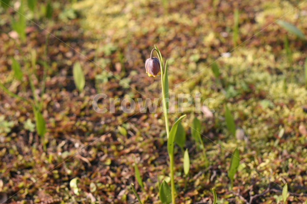 꽃,정원,튤립축제,식물,꽃밭,튤립,flower,garden,tulip,청초,cute,싹,sprout,새싹,식물,자연,plants,nature,꽃,flower