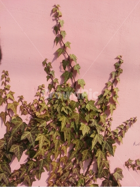 덩쿨,담쟁이,분홍색,초록색,골목,식물,자연,plants,nature