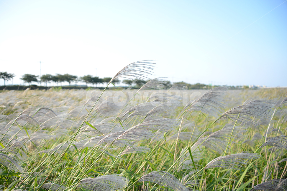 억새,flamegrass,가을,맑은날,sunny,bluesky,억새밭,바람,가을,계절,fall,autumn,season,grass,잔디,plant,식물,lawn