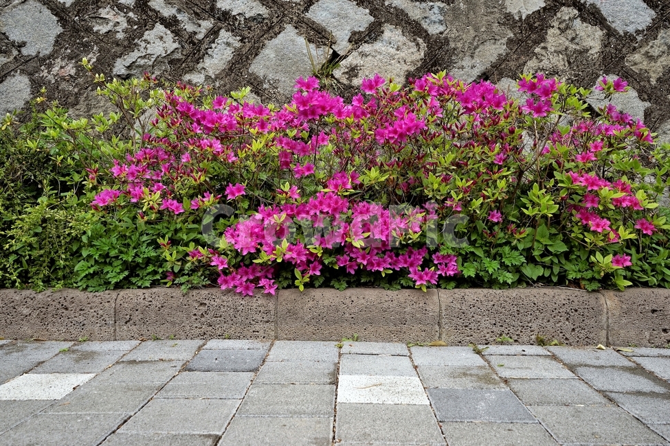 royalazalea,철쭉,진달래과,봄,계절꽃,짙은분홍색,식물,봄꽃,새봄,봄소식