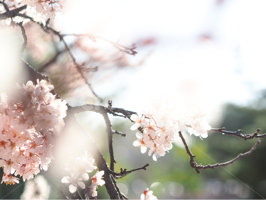 봄,꽃,자연풍경,식물,감성사진,봄,계절,spring,season,식물,자연,plants,nature,꽃,flower,감성,sensible,feeling,휴식,힐링,rest,relaxation,healing,plant,cherry blossom,벚꽃,blossom