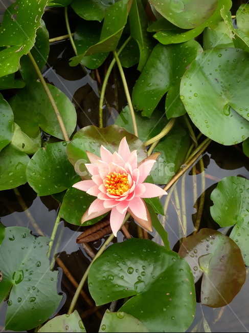 불교,수련,수생식물,연분홍,초파일,식물,자연,plants,nature,꽃,flower