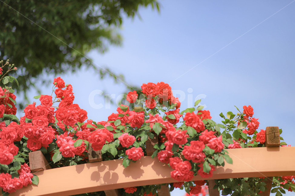 flower,geranium,plant,꽃,식물,식물,자연,plants,nature,꽃,flower