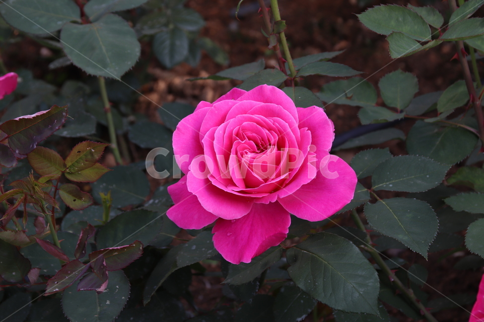 장미꽃,장미,꽃,자연,풍경,이곡장미공원,식물,자연,plants,nature,꽃,flower