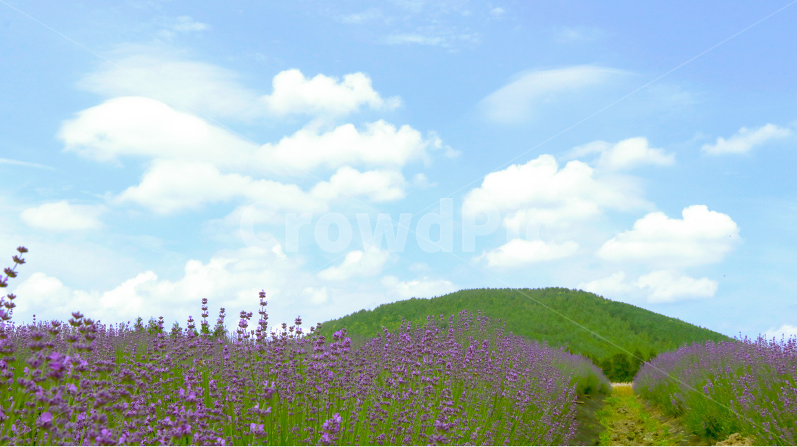 풍경,라벤더,제주도,하늘,여름,nature,sky,꽃,배경,자연,풍경,nature,landscape,한국자연풍경,한국자연경관,korea nature landscape,제주도,jeju,jeju island,휴식,힐링,rest,relaxation,healing,outdoors,옥외,grassland,목초지,field,들