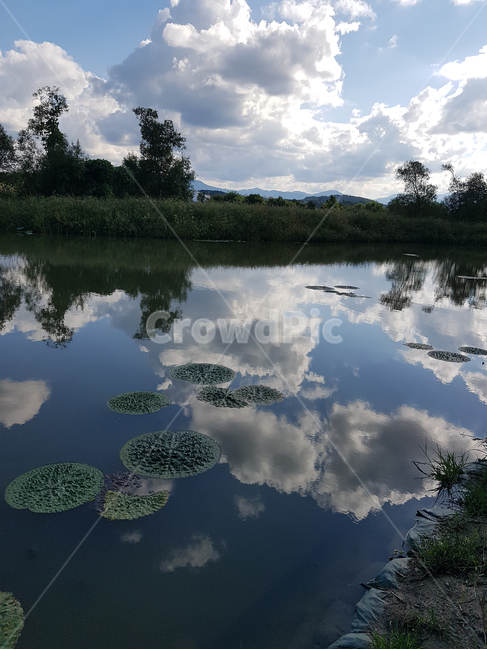 습지,경포습지,연,하늘,반사,강원도,강릉,경포,한국,구름,가시연,lotus,sky,reflection