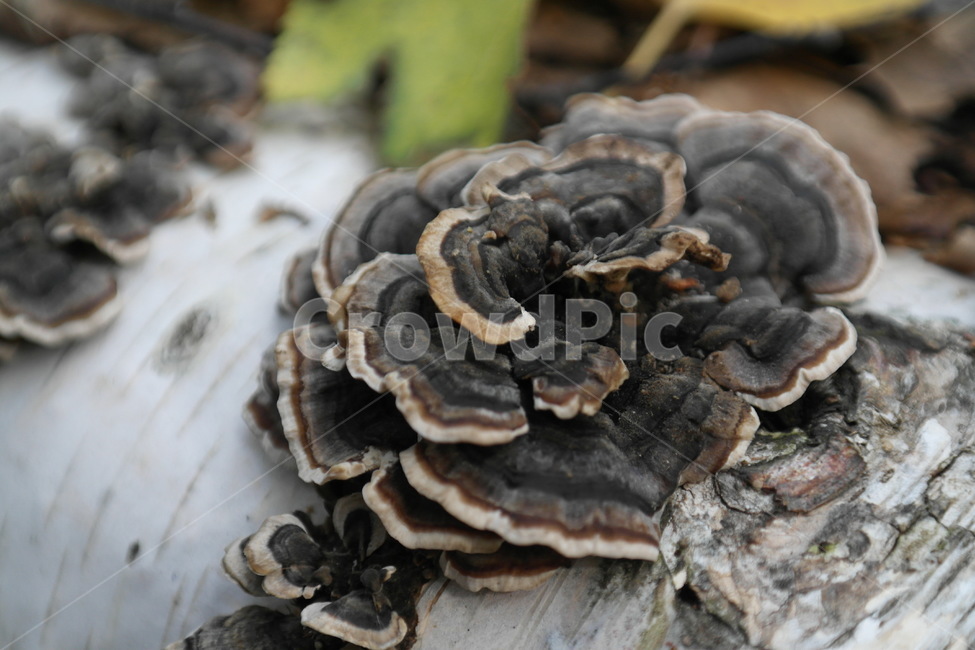 버섯,식물,산,자연,나무,이끼,나무결,접사,그늘,낙엽,가을,버섯,mushroom