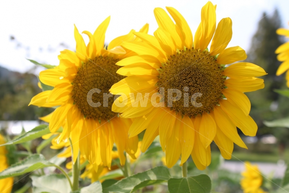 가을,해바라기,공원,산책,화서역,식물,자연,plants,nature,꽃,flower