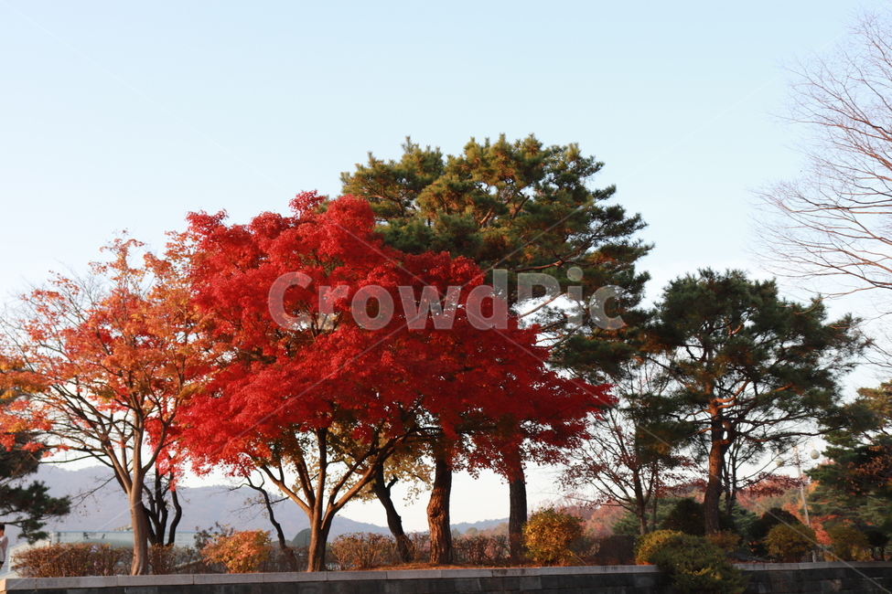 독립기념관단풍,천안독립기념관,단풍,가을단풍,가을하늘,가을,계절,fall,autumn,season,자연,풍경,nature,landscape,tree,나무,plant,식물