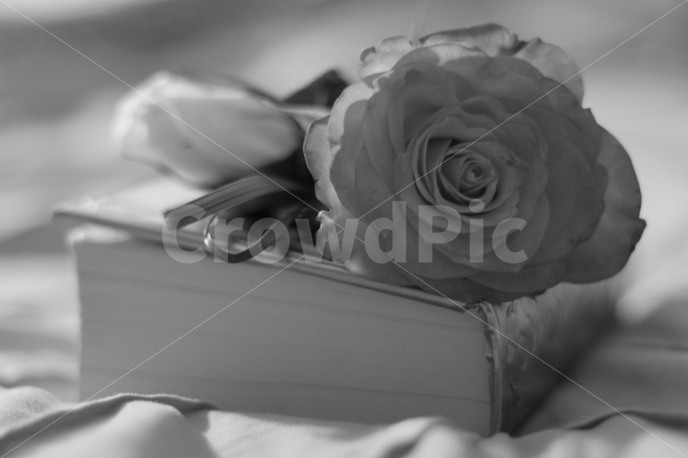	꽃,책,장미,흑백,bnw,rose,flowers,book,organized,식물,자연,plants,nature,꽃,flower,감성,sensible,feeling,연출,컨셉,콘셉,direction,concept,흑백,모노톤,monochrome,black and white