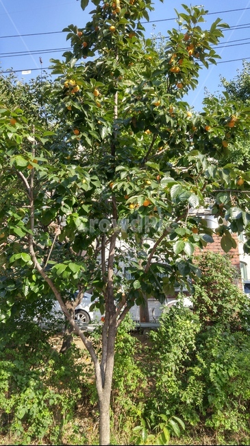 감나무,감,과일,열매,나무,식물,자연,plants,nature,나무,trees,wood