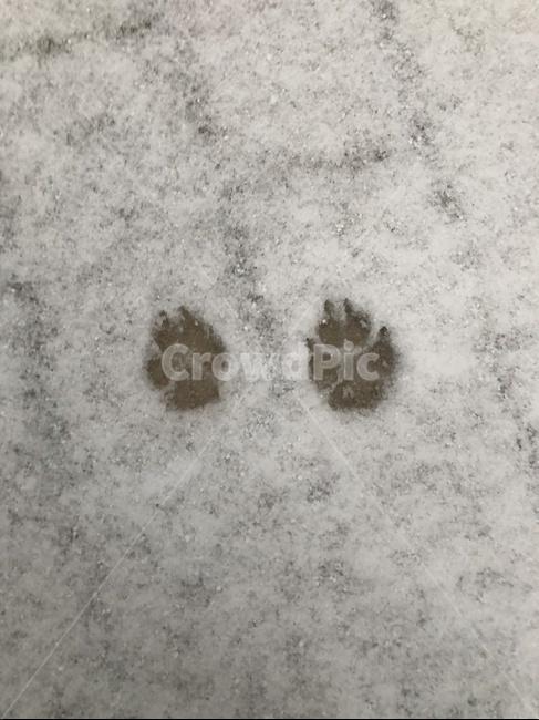 강아지,눈,발바닥,발바닥자국,겨울,개
