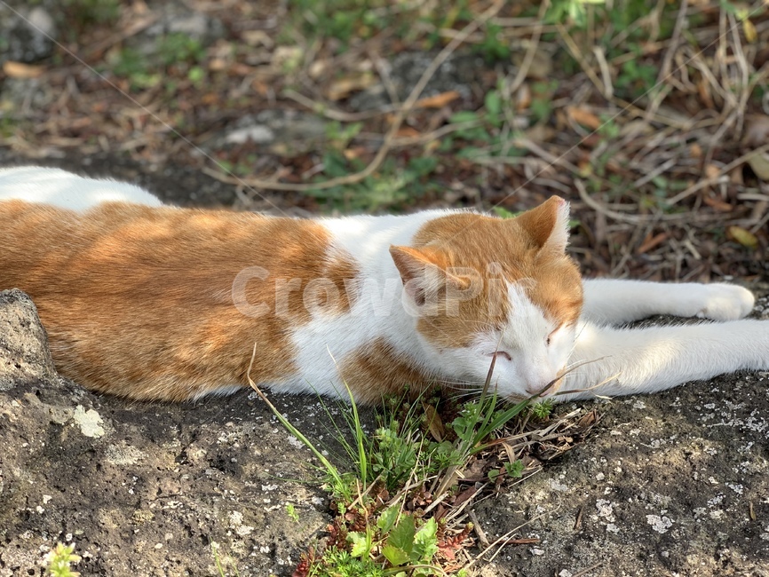 고양이,길고양이,노란고양이,봄,따뜻,힐링,동물,animal,포유류,mammal,고양이,cat,kitten,kitty