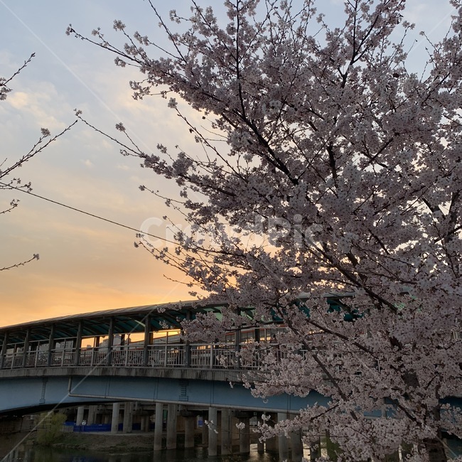 구일역,안양천,노을,해질녘,벚꽃,벚꽃놀이,안양천벚꽃,flower,꽃,봄,spring
