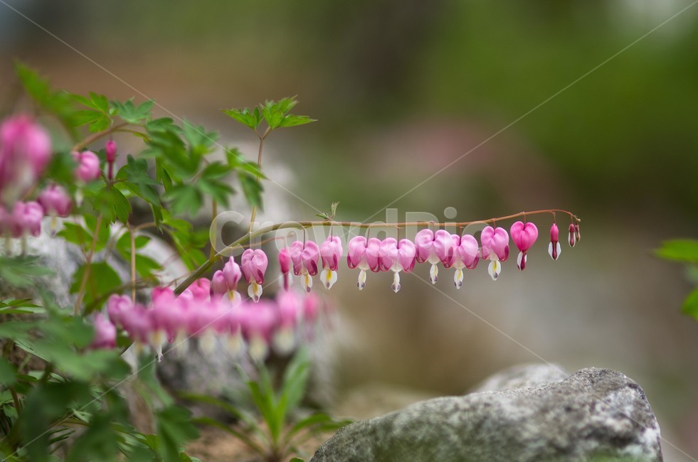 식물원,정원,plant,식물,꽃