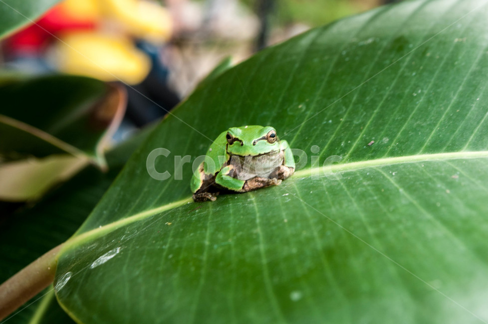 animal,amphibian,개구리,동물,wildlife,야생생물,frog,동물,animal,파충류,양서류,reptile,amphibian