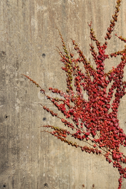 벽,단풍,가을,담쟁이넝쿨,빨강,가을,계절,fall,autumn,season,plant,식물