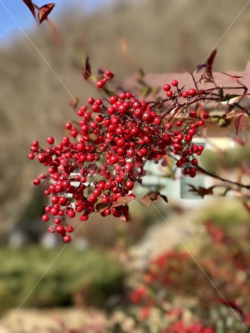 식물,열매,과일,나무,가을,식물,자연,plants,nature