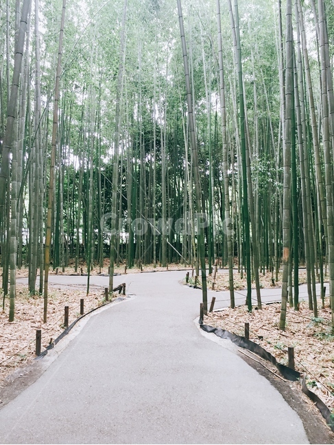 대나무,공원,대나무공원,여행,자연,자연,풍경,nature,landscape,식물,plants,나무,trees,wood,plant,bamboo