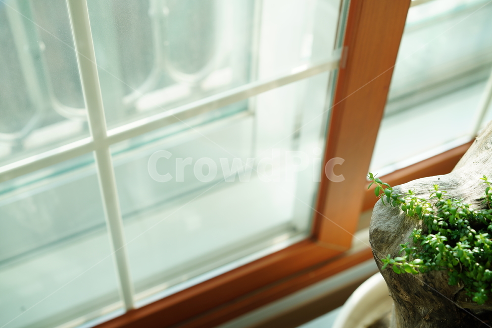 식물,화초,생물,생명,녹색,취미,그린,green,풀,잎,색감,창가,감성,실내용화초,화분,화초,house plant