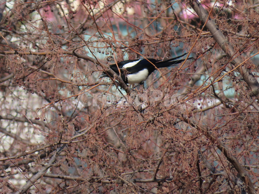나무,식물,까치,조류,새,나뭇가지,클로즈업,tree,plant,magpie,bird,branches,closeup,동물,animal,조류,새,birds