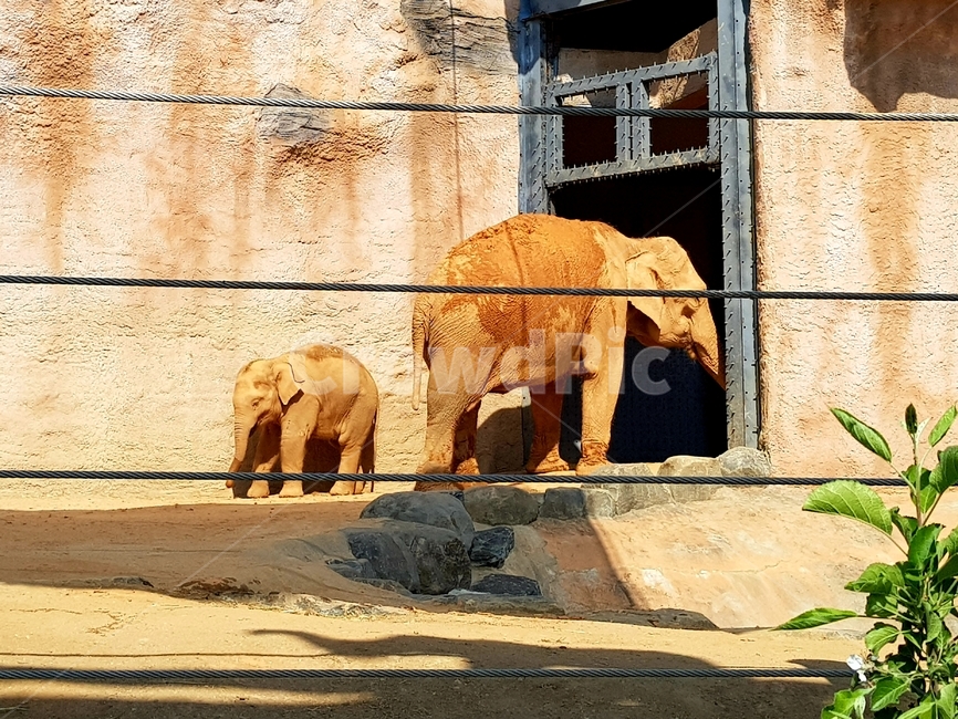 코끼리,elephant,동물원,zoo,동물,animal