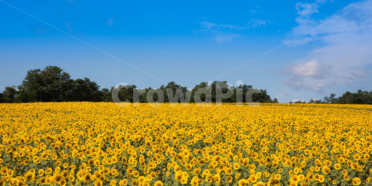 해바라기,해바라기꽃,선플라워,sunflower,꽃,flower,자연,풍경,nature,landscape,식물,plants,꽃,flower,field,들