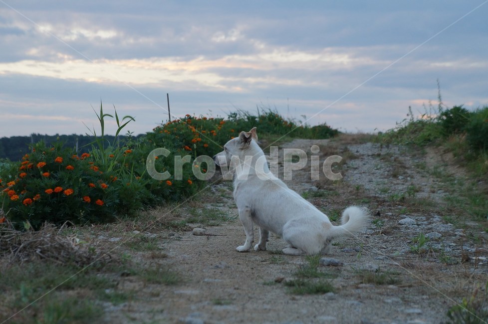 강아지,반려견,동물,개,발바리,동물,animal,포유류,mammal,개,강아지,dog,doggy