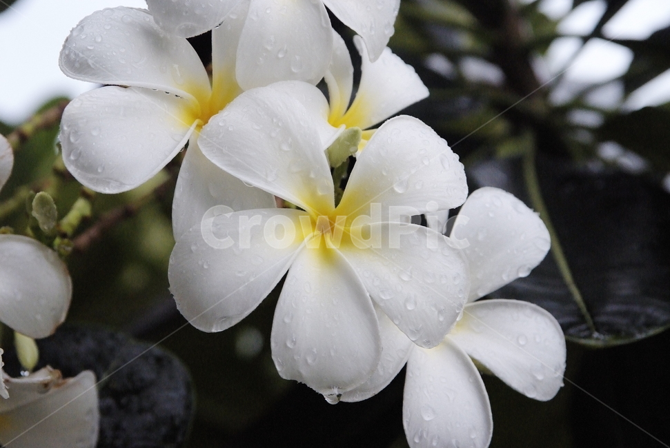 플루메리아,동남아꽃,flower,꽃,하얀꽃,식물,자연,plants,nature,꽃,flower