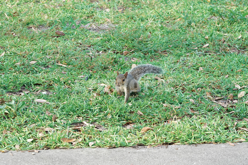 다람쥐,squirrel,chipmunk,잔디,grass,플로리다,florida