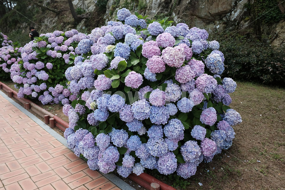 수국,거제도수국,연보라수국,저구항,저구항수국,거제도저구항,거제도저구항수국,식물,자연,plants,nature,꽃,flower