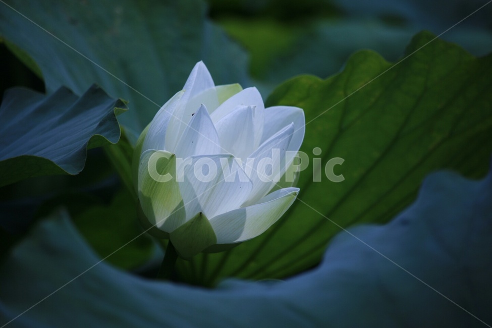 연꽃,양평,불교,인연,순결,식물,자연,plants,nature,꽃,flower