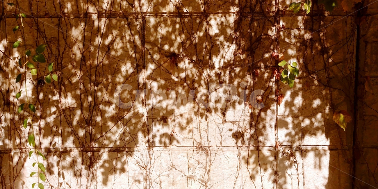 햇빛,가을,오후,빛,담벼락,낙엽,벽,그림자,그늘,fall,autumn,light,wall