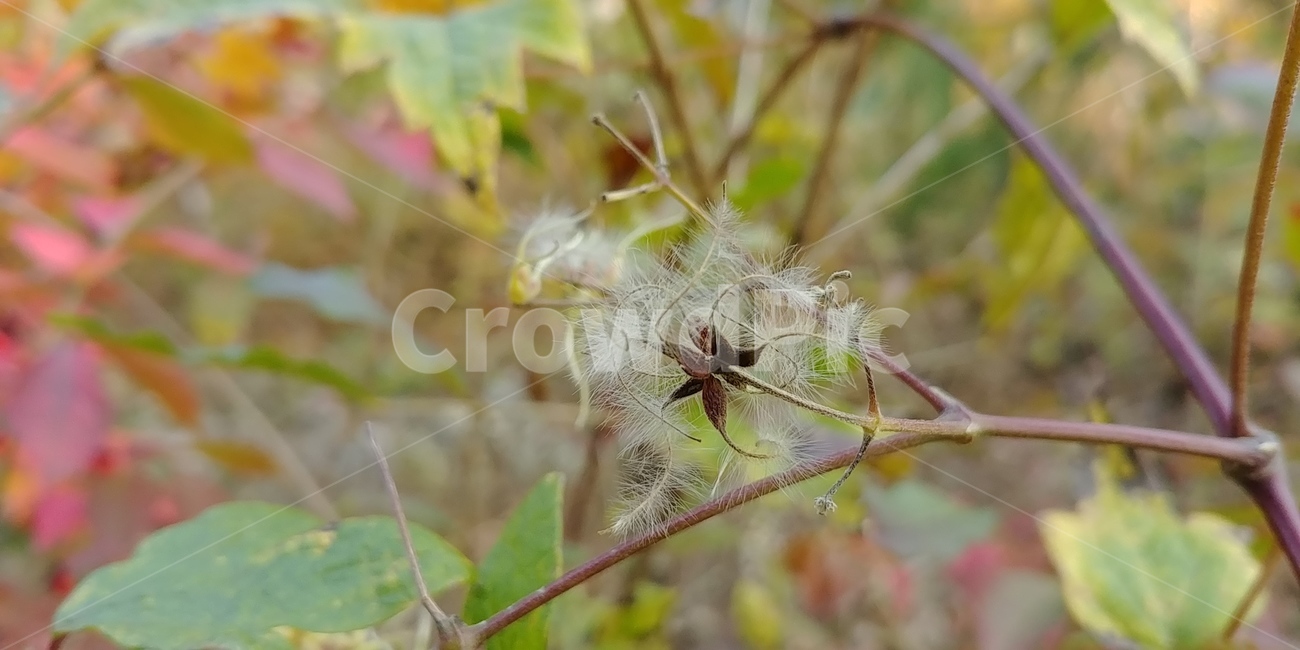 사위질빵,사위질빵씨앗,식물,씨앗,plant