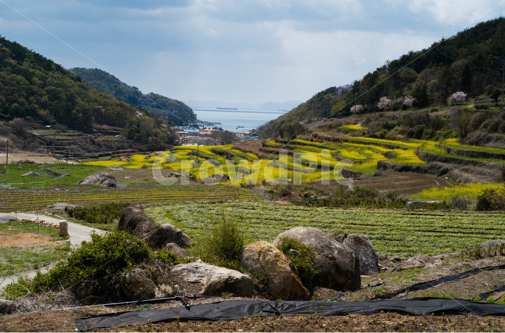 봄,남해,유채,풍경,두모마을,봄,계절,spring,season,자연,풍경,nature,landscape,한국자연풍경,한국자연경관,korea nature landscape,outdoors,옥외