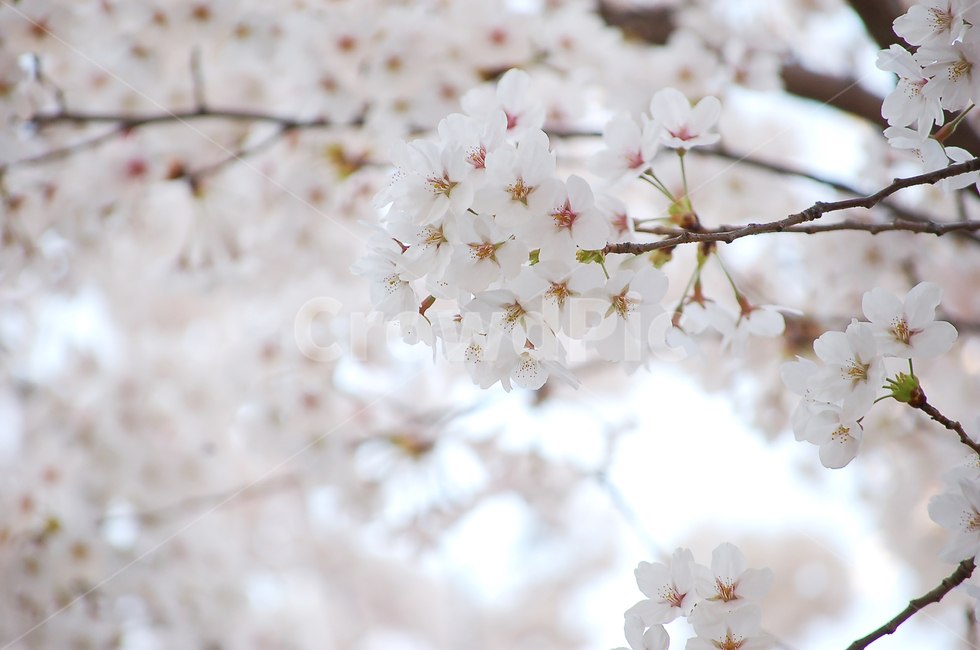 벚꽃,꽃,벚나무,봄,나무,화사한,아름다운,감성,예쁜,plant,cherryblossom,blossom,flower,spring,봄,계절,spring,season,식물,자연,plants,nature,꽃,flower,cherry blossom