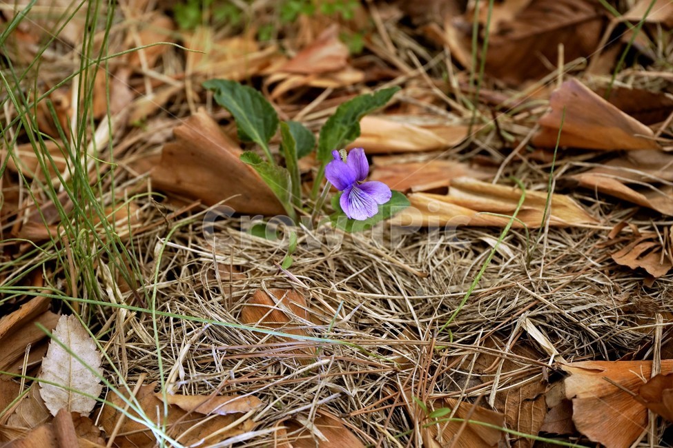 제비꽃,보라색,봄,꽃,식물,violet,purple,식물,자연,plants,nature,꽃,flower